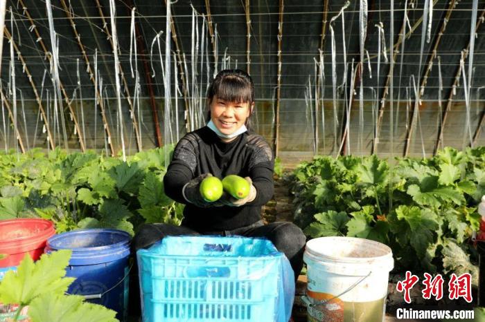 閆村的蔬菜大棚?！」鶗栽?攝