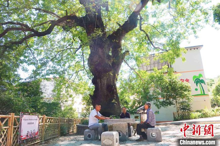 毛竹山村長(zhǎng)者在講述南酸棗樹(shù)的故事?！∈Y林林 攝