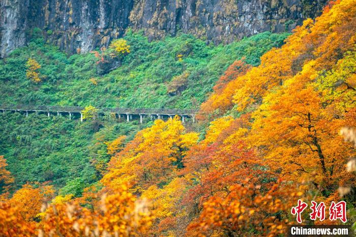 瓦屋山秋色正濃?！⒅铱?攝