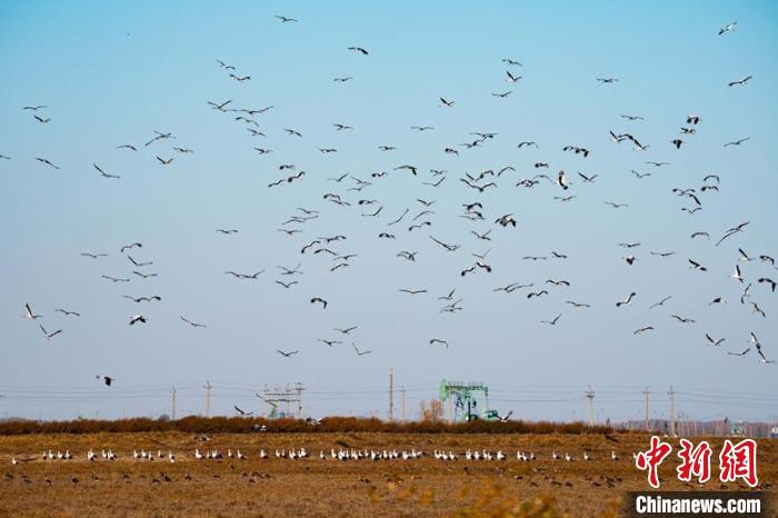 南飛候鳥戀上松花江“鳥叔天團(tuán)”享受忙的幸福