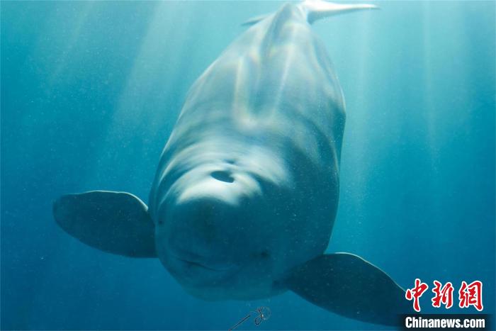 憨萌可愛的“漢寶”?！∥錆h白鱀豚保護(hù)基金會(huì)供圖