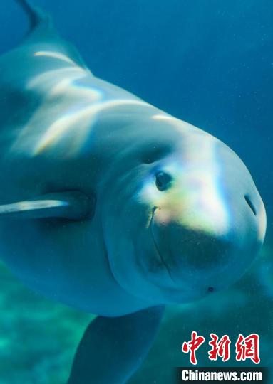 憨態(tài)可掬的“漢寶”?！∥錆h白鱀豚保護(hù)基金會(huì)供圖