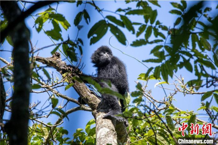 圖為景東縣觀測(cè)到的西黑冠長(zhǎng)臂猿?！√圃?攝