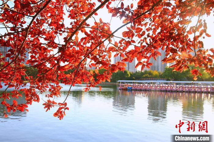 圖為玉淵潭櫻花湖?！”本┦泄珗@管理中心供圖