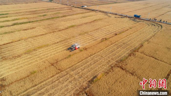 轟鳴的收割機在稻田中穿梭?！⊥醵髁?攝