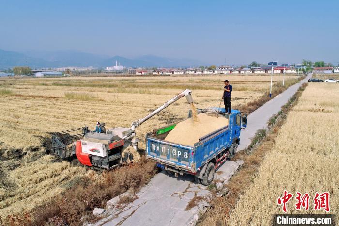 豐收季?！⊥醵髁?攝