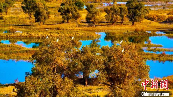 目前，正值候鳥遷徙的季節(jié)，成群的白鷺、鸕鶿、天鵝在濕地公園湖泊中游弋?！⊥鯘h冰 攝