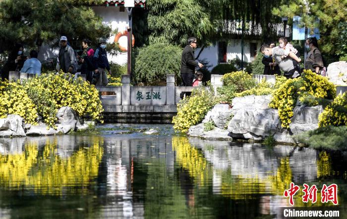 10月25日，第43屆趵突泉金秋菊展在濟南天下第一泉風景區(qū)開幕。　張勇 攝