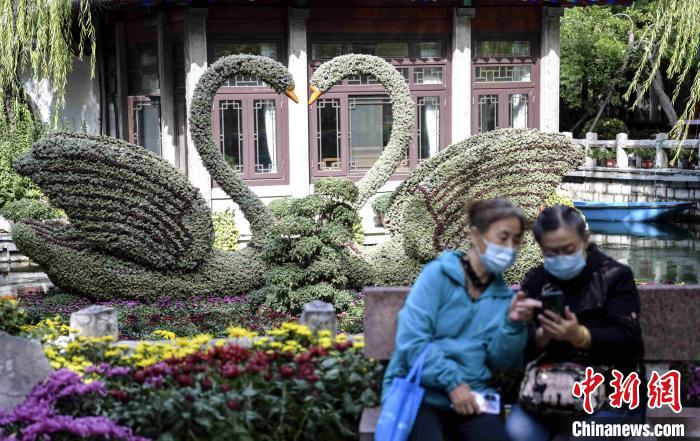 10月25日，第43屆趵突泉金秋菊展在濟南天下第一泉風景區(qū)開幕。　張勇 攝