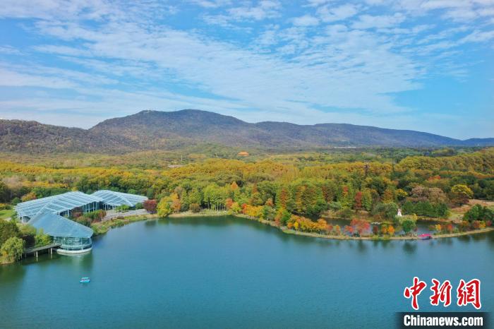 南京中山植物園“醉”美月牙堤。　秦亞龍 攝