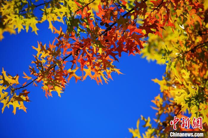 秋末冬初，又是一年楓葉紅?！⌒爝h 攝