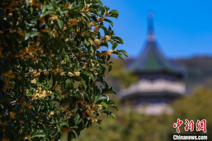 品香賞桂正當時?！°蟛?攝