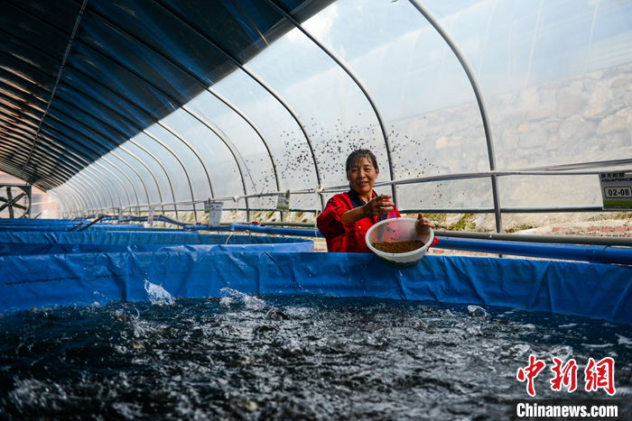 圖為10月19日，在“魚菜共生”基地的魚苗孵化區(qū)，工作人員正在給魚苗喂食。 <a target='_blank' href='/'>中新社</a>記者 何蓬磊 攝