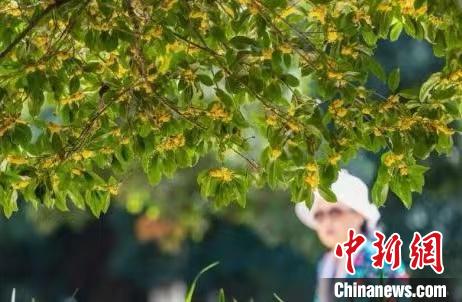 南京百年“桂花王”迎來桂花盛放期?！°蟛?攝