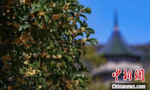 南京百年“桂花王”迎來桂花盛放期?！°蟛?攝