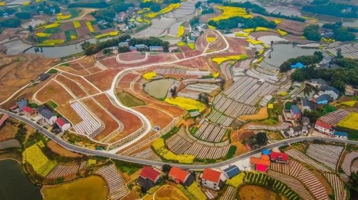 貢井區(qū)成佳鎮(zhèn)楊柳村大豆田。圖片來源：臺灣《經(jīng)濟日報》