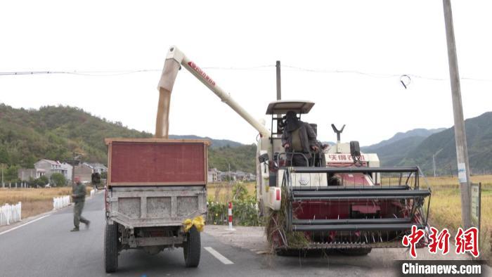 浙江袁隆平水稻試驗田“巨型稻”迎來收割。　建德市委宣傳部供圖