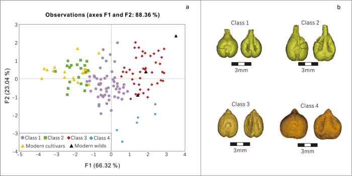中亞青銅時(shí)代葡萄遺存與現(xiàn)代類(lèi)型的主成分分析及各組數(shù)據(jù)變化?！?陳冠翰 供圖