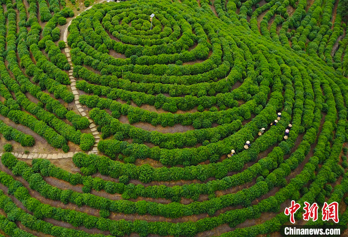 資料圖為2022年4月12日，航拍安徽省黃山市黃山區(qū)猴坑村太平猴魁生態(tài)茶園。 （無(wú)人機(jī)照片） <a target='_blank' href='/'>中新社</a>發(fā) 施亞磊 攝
