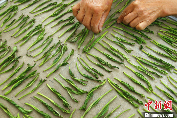 資料圖為2022年4月12日，安徽省黃山市黃山區(qū)猴坑村，茶農(nóng)將采摘來(lái)的太平猴魁鮮葉進(jìn)行“整形”。 <a target='_blank' href='/'>中新社</a>發(fā) 施亞磊 攝