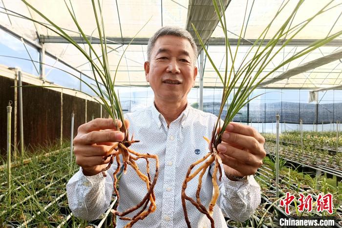 臺胞湯清喜向記者分享他在大陸種植蘭花故事?！×握涿?攝