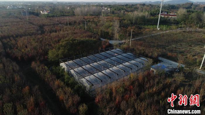 如今，基地繁育出不同規(guī)格的種苗50余萬株?！∧暇┲猩街参飯@供圖