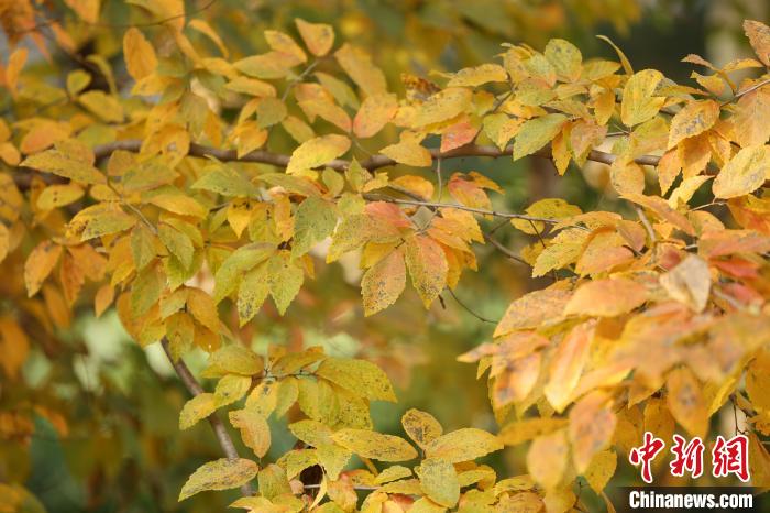 秋天正是賞銀縷梅果實(shí)和秋葉的季節(jié)?！∧暇┲猩街参飯@供圖