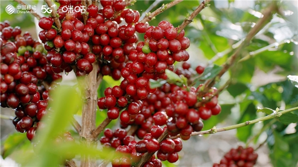 保山小?？Х葕Z“咖啡屆奧斯卡”金獎 讓世界喝到中國味道