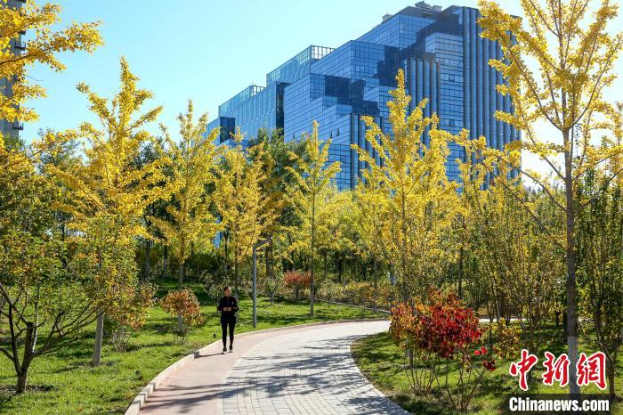 圖為北京石景山新安城市記憶公園?！”本┦袌@林綠化局供圖