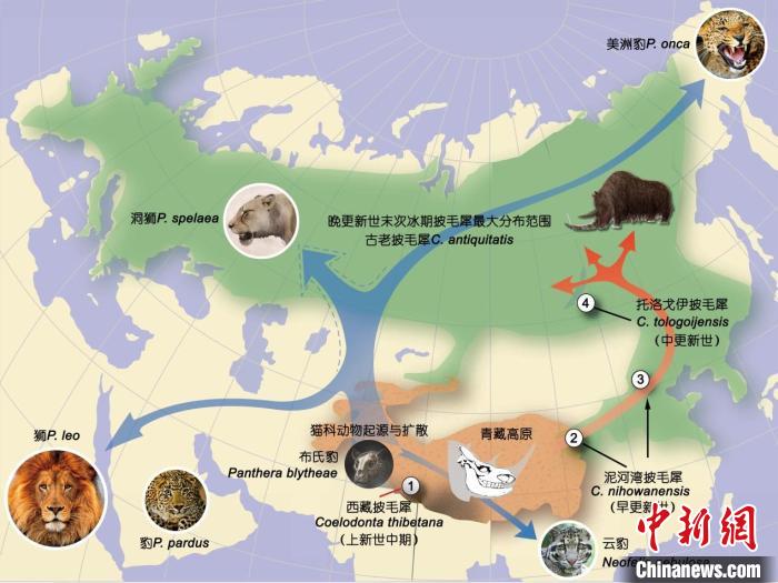 冰期動物在青藏高原的起源和擴(kuò)散?！≈锌圃汗偶棺邓?供圖