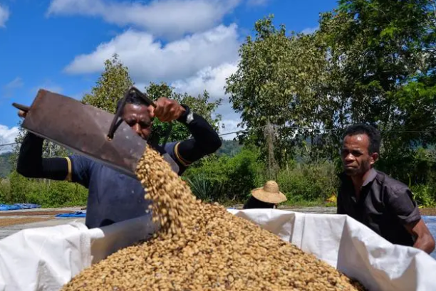 △東帝汶位于東南亞努沙登加拉群島，這里的水土氣候等條件適合咖啡樹(shù)生長(zhǎng)。近年來(lái)，東帝汶咖啡在中國(guó)成為了“網(wǎng)紅”產(chǎn)品。由于來(lái)自中國(guó)的訂單增多，當(dāng)?shù)乜Х确N植戶忙了起來(lái)，收入也增加了。