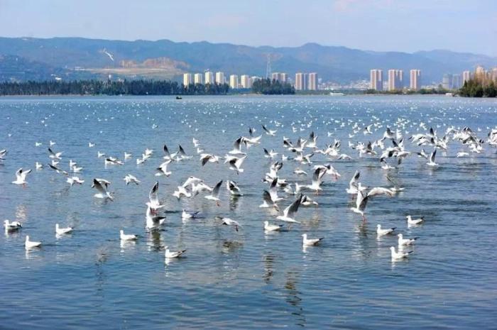 臺媒看大陸：云南昆明秀麗滇池被譽為“高原明珠”