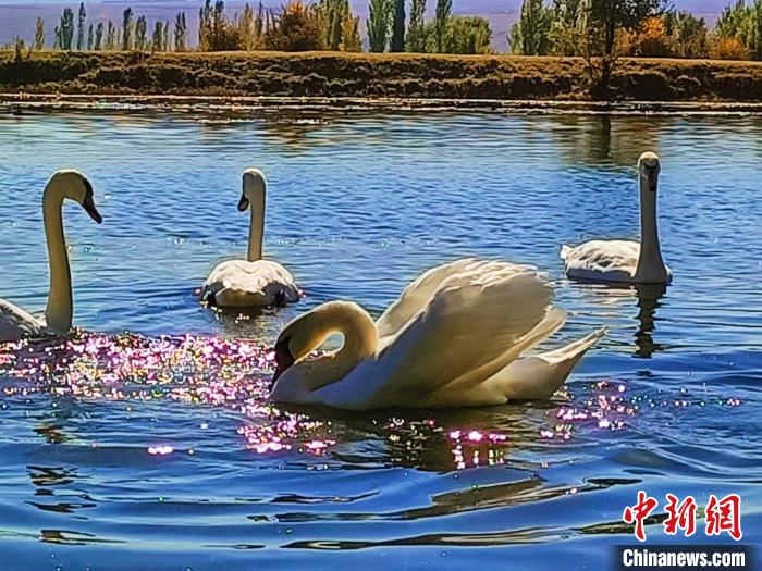 新疆伊犁雅瑪圖國家濕地公園迎來近200只天鵝棲息越冬