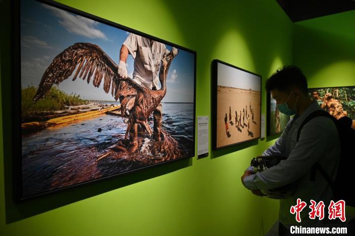 圖為攝影作品《油田開發(fā)的代價：陷在油污的鵜鶘》?！∮峋?攝