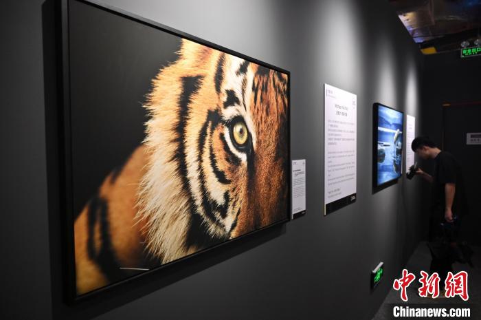 圖為攝影作品《孟加拉虎閃耀的眼睛》?！∮峋?攝