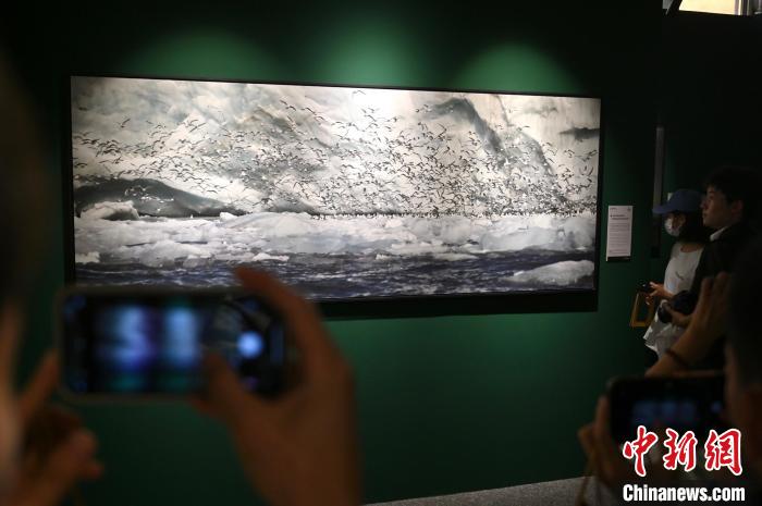 圖為參觀者拍攝攝影作品《三趾鷗飛越冰崖的全景》?！∮峋?攝