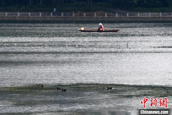 人鳥和諧共處。　俞靖 攝
