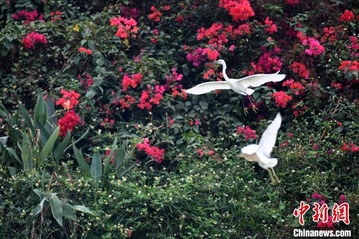 白鷺飛舞?！∮峋?攝