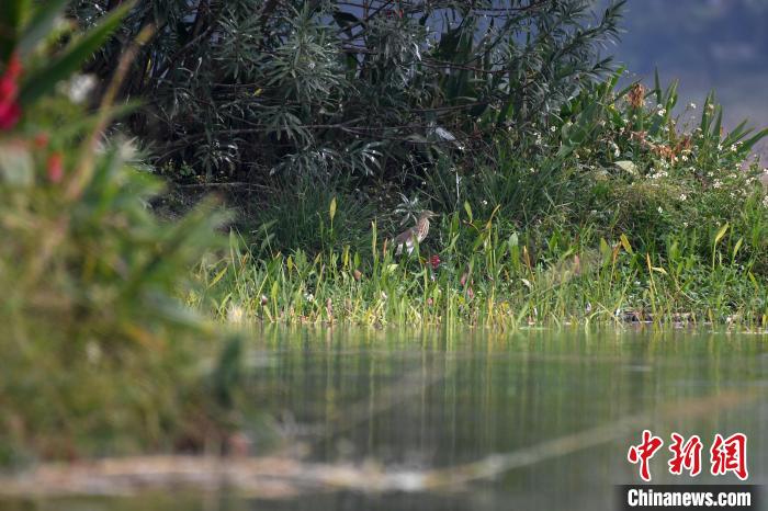 圖為池鷺?！∮峋?攝