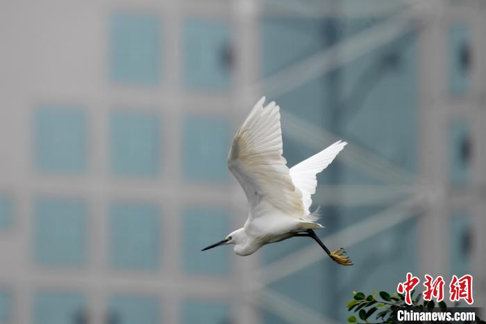 白鷺飛舞?！∮峋?攝