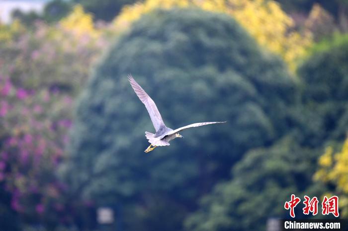 圖為池鷺翻飛，姿態(tài)優(yōu)雅?！∮峋?攝