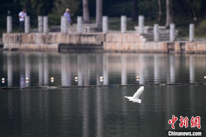 圖為池鷺翻飛，姿態(tài)優(yōu)雅?！∮峋?攝