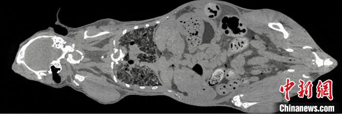 鼠全身成像?！≈锌圃焊吣芩?供圖