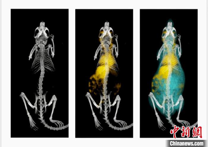 鼠釓劑造影成像?！≈锌圃焊吣芩?供圖