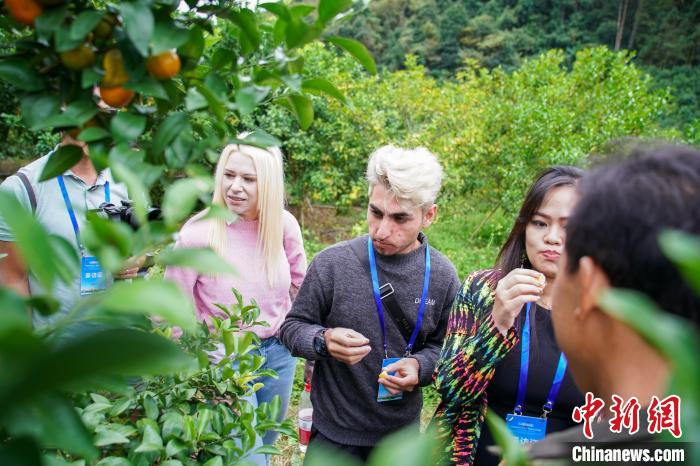 圖為外國(guó)青年走進(jìn)砂糖橘基地?！￡惞谘浴z