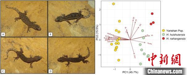 圖為硯山半葉趾虎。　中國(guó)科學(xué)院西雙版納熱帶植物園供圖