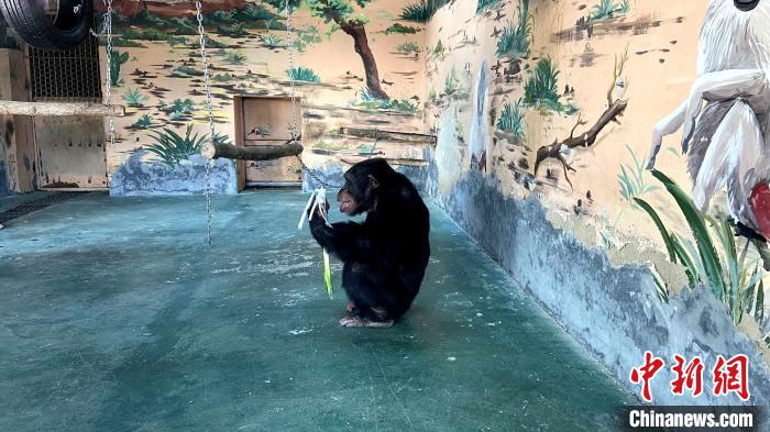 黑猩猩“巧克力”會將蔥白最外側(cè)的蔥皮剝掉，先吃最里面的?！O婷婷 攝