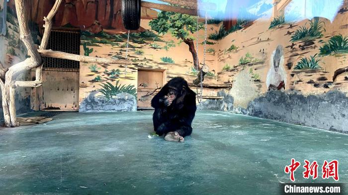 將一整根蔥吃掉之后，黑猩猩“巧克力”將掉在地上的蔥葉撿起來，塞進嘴中吃掉。　孫婷婷 攝