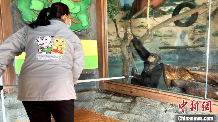 飼養(yǎng)員王令芳在打掃籠舍玻璃，“巧克力”便在籠舍內(nèi)觀看?！O婷婷 攝