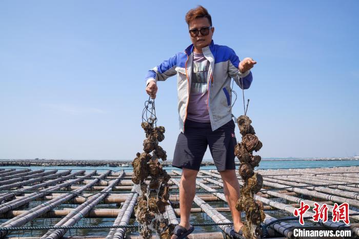 圖為養(yǎng)殖戶(hù)展示生蠔?！⊥跻哉?攝